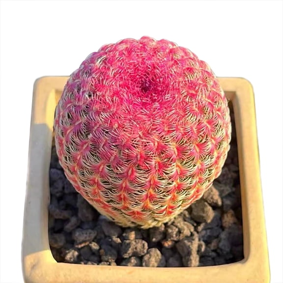 Rare Red Sun Cactus (Echinocereus rigidissimus) | Colorful Succulent Plant - 3" flowerpot