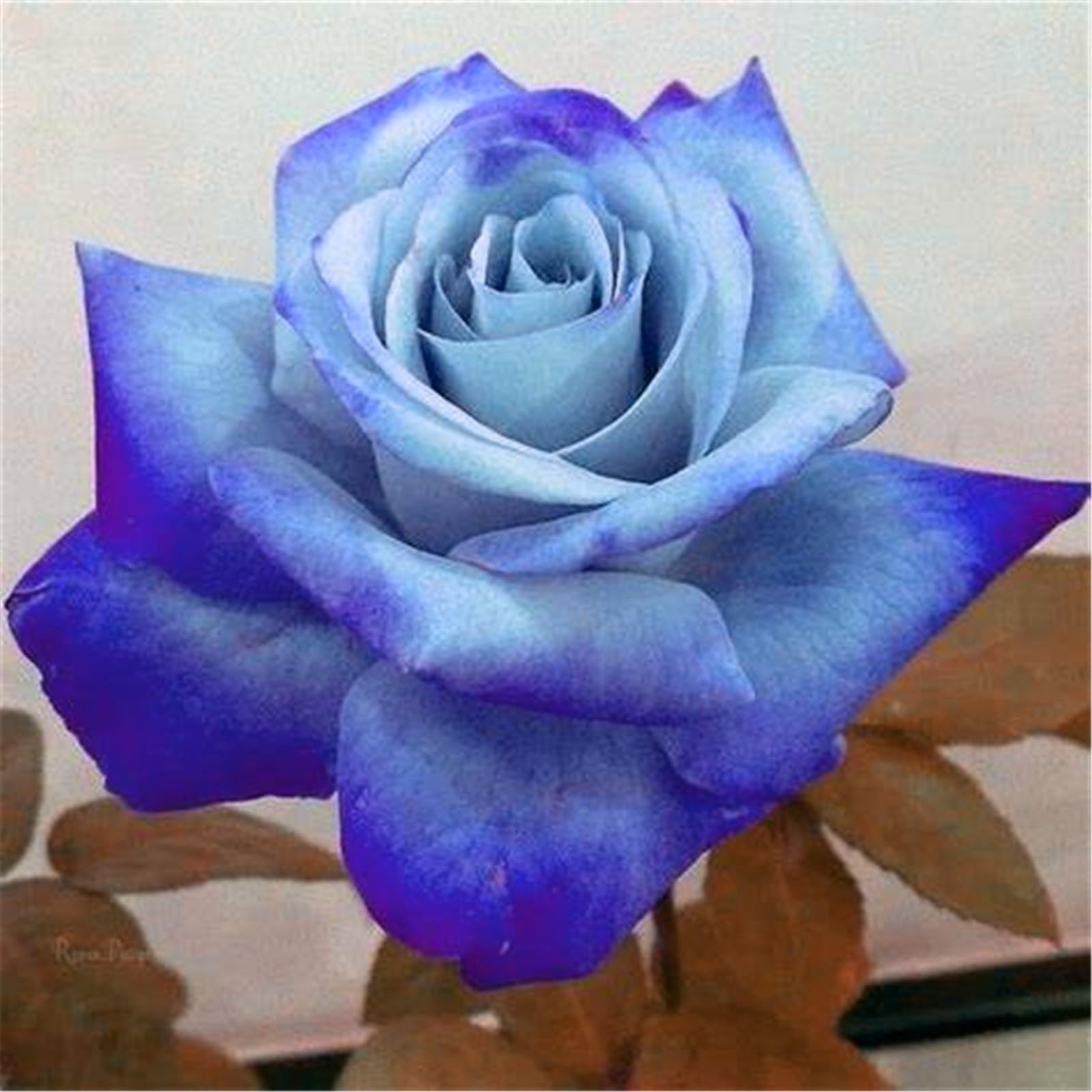 Rare Rose Plant Live, Rose Bush Ready to Plant, Ornamental Fragrant