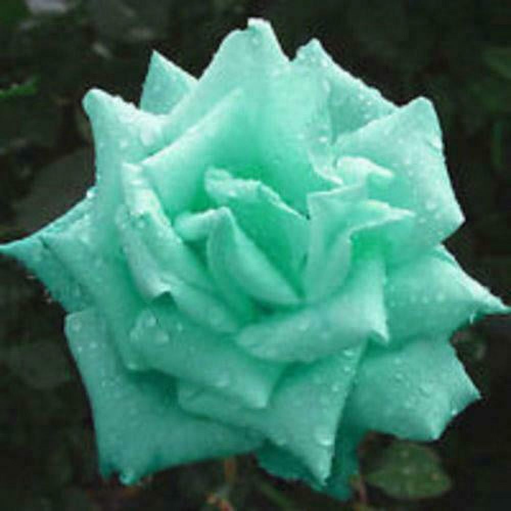 Mint Roses Fresh Rare Rose Seeds 20 Mint Green Rose Plant Seeds - Walmart.com