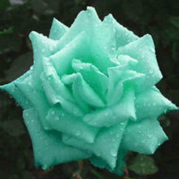 Rare Rose Seeds 20 Mint Green Rose Plant Seeds