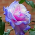 thumbnail image 1 of Rare Rose Seeds 20 Stifling Remorse Rose Plant Seeds, 1 of 1