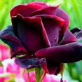 thumbnail image 1 of Rare Rose Seeds True Blood Rose Bush 20 Seeds, 1 of 5