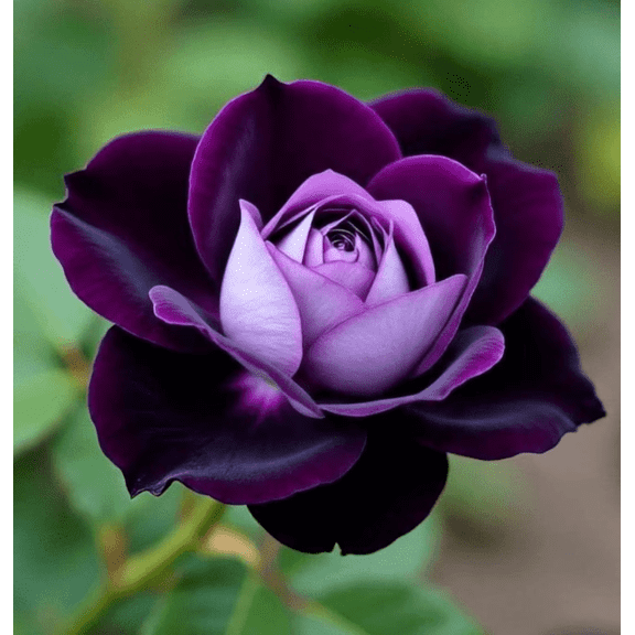 Rare Rose for Gardens-Aromatic Intoxicating-Low Maintenance-Ideal for Beds Borders, Plant Pots & Planters