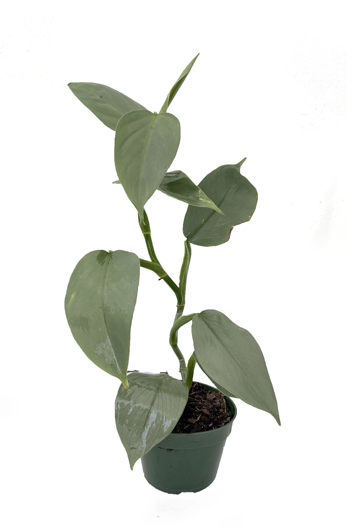 lucky plant dm Lucky Plant Bundle main image 0