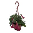 thumbnail image 1 of Rare Sinningia Prudence Risley - Red Tubular Flowers - 4" Mini Hanging Bakset, 1 of 1