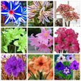 Rare Species, Amaryllis bare root bulbs, Hippeastrum bulbs for Planting
