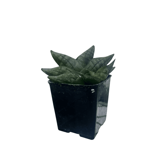 Rare Starfish Snake Plant - Sanseveria boncellensis - 2" Pot - Easy Succulent