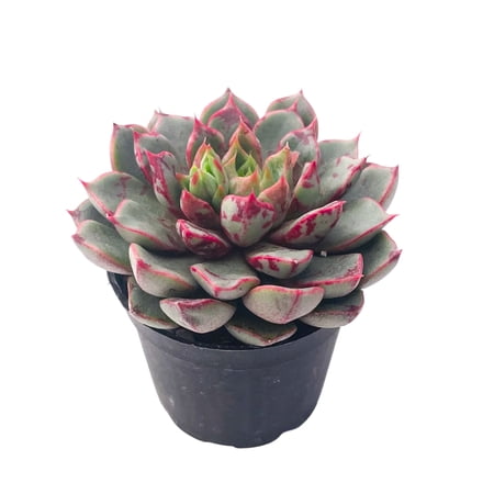 Rare Succulent Echeveria FireworkFully Rooted in 2" Pots with Soil Mix, Real Houseplant for Indoor Outdoor Home Office Wedding Decoration Party Favor price history and forecast - Thenextgardener