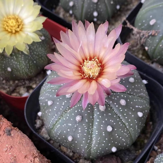 Rare Succulent Plants | Live House Plants for Home Office and Garden Decor