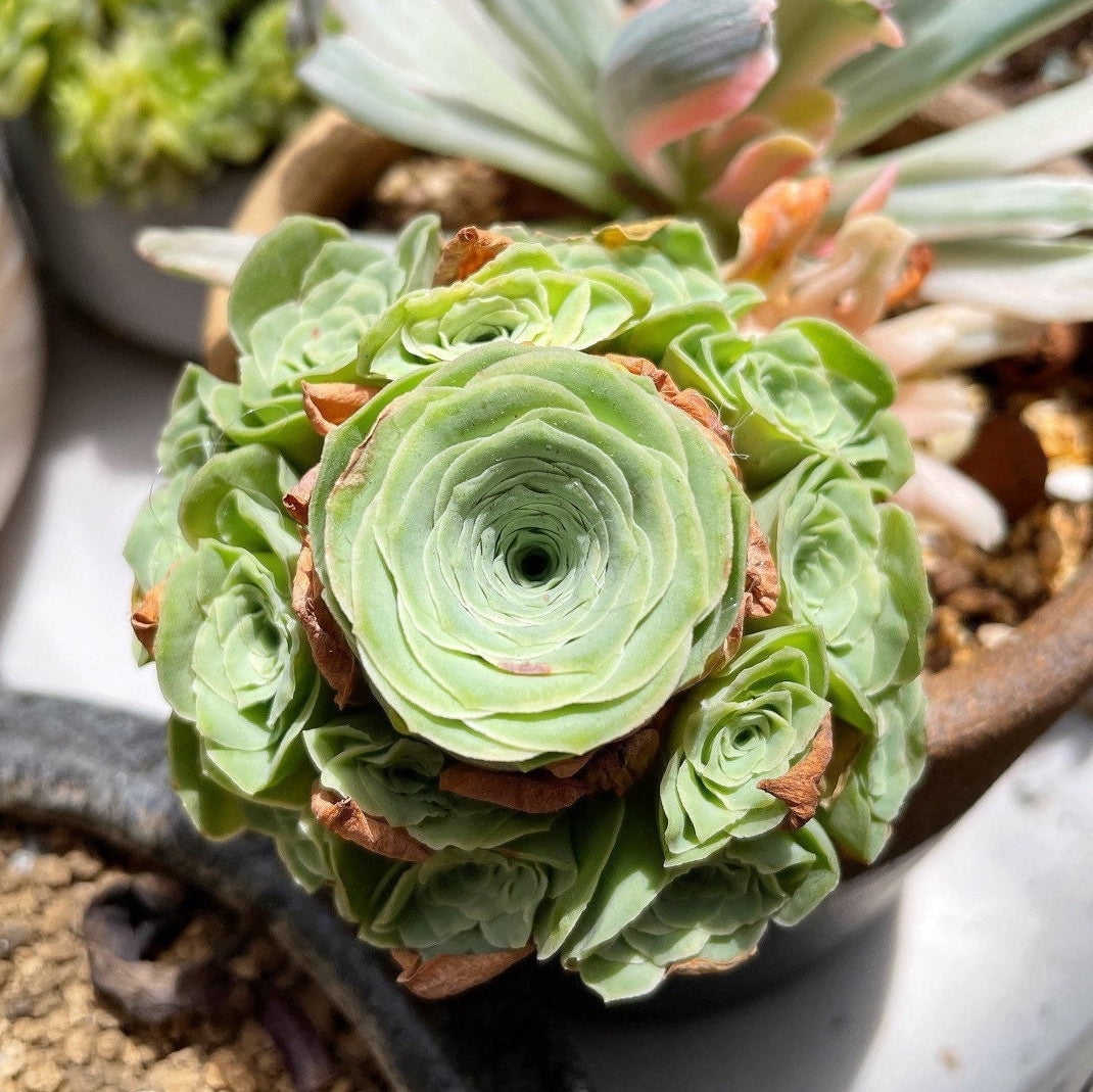 Rare Succulents - Aeonium Greenovia Moonlight Cluster - Walmart.com