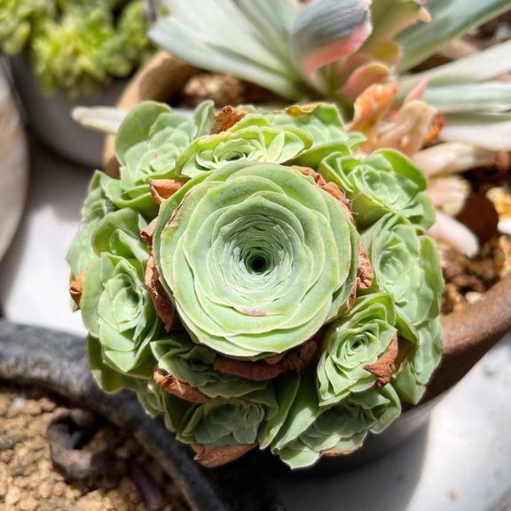 Rare Succulents - Aeonium Greenovia Moonlight Cluster