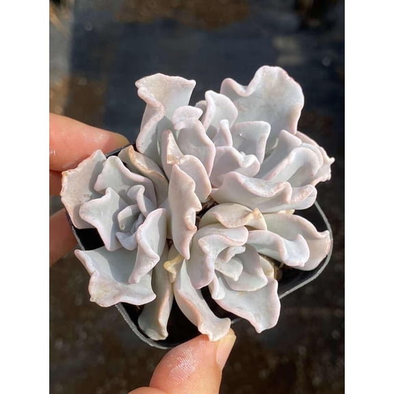 Rare Succulents - Echeveria crispate beauty (2")