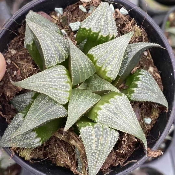 Rare Succulents - Haworthia Badia Aluminum Star (3)