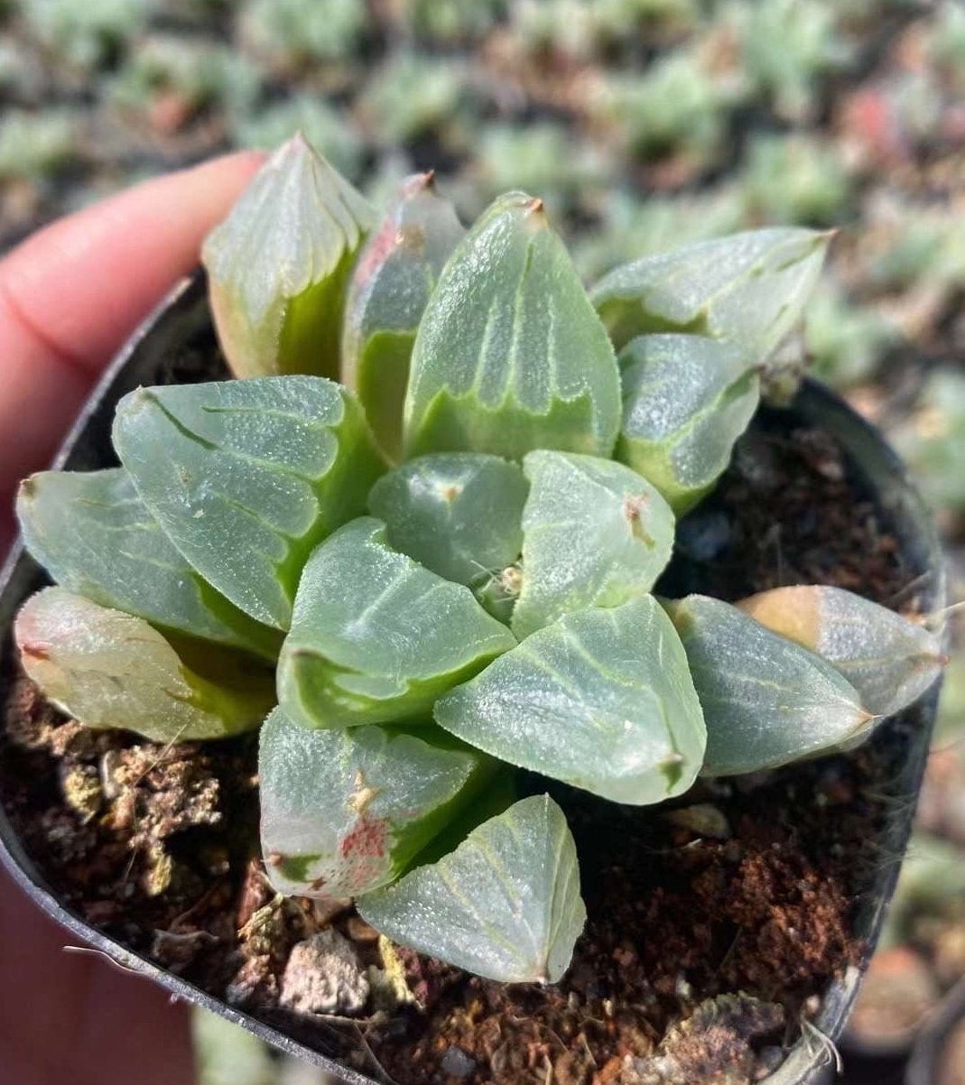 plant seeds for sale Sow Right Seeds - Medicinal Herb Seed Collection for Planting