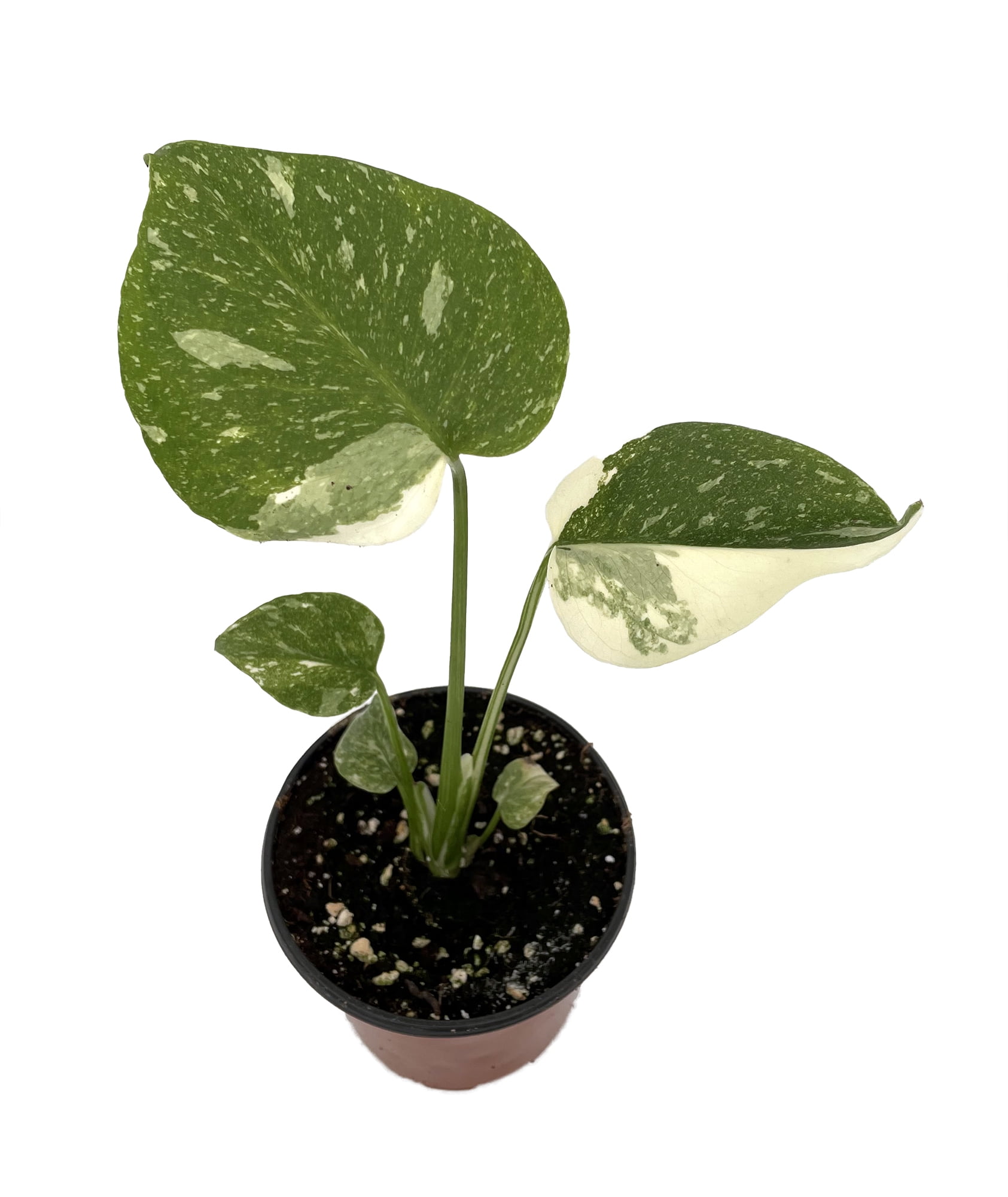plants protector Poly Cone Plant Protectors | 4pk