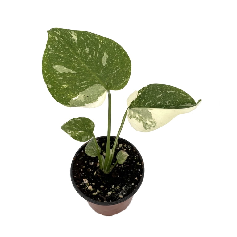 queen of night flower plant Ratrani (Queen of Night ) Flower Plant main image 0