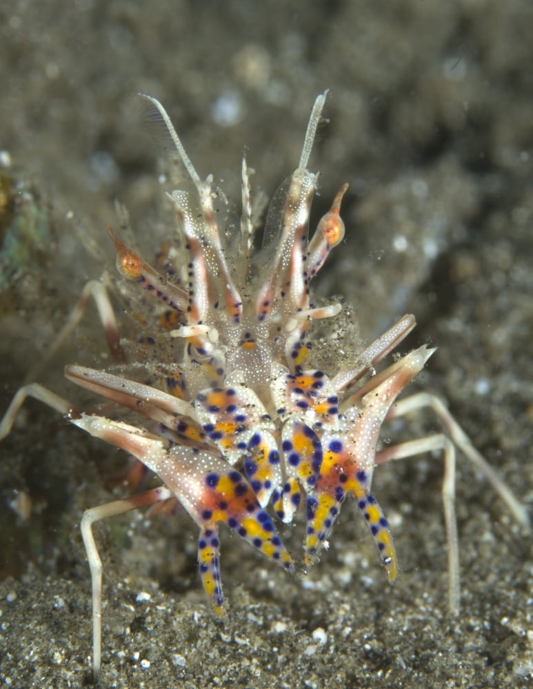 Rare Tiger Shrimp on volcanic sand Papua New Guinea Canvas Art - Steve JonesStocktrek Images (25 x 33)