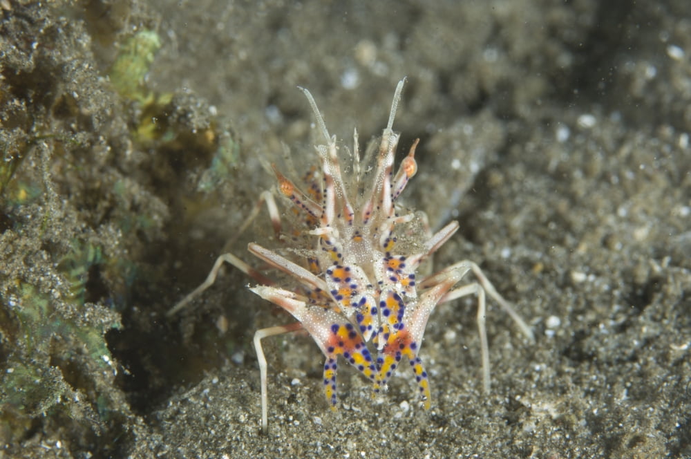 Rare Tiger Shrimp on volcanic sand Papua New Guinea Canvas Art - Steve JonesStocktrek Images (35 x 23)