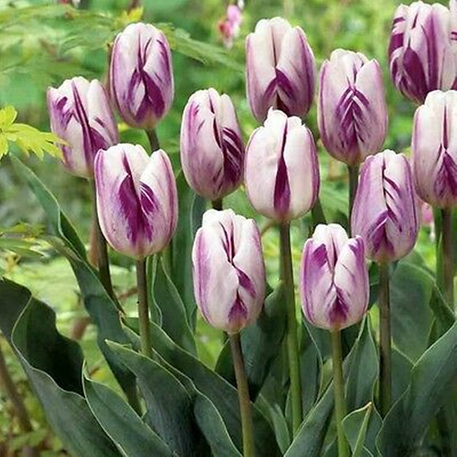 Rare Tulip Flower Bulbs Perennial Potted Plants Tulip Flower,Tulip Bulbs Bulk