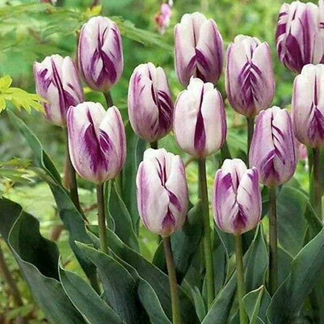 Rare Tulip Flower Bulbs Perennial Potted Plants Tulip Flower,tulip 