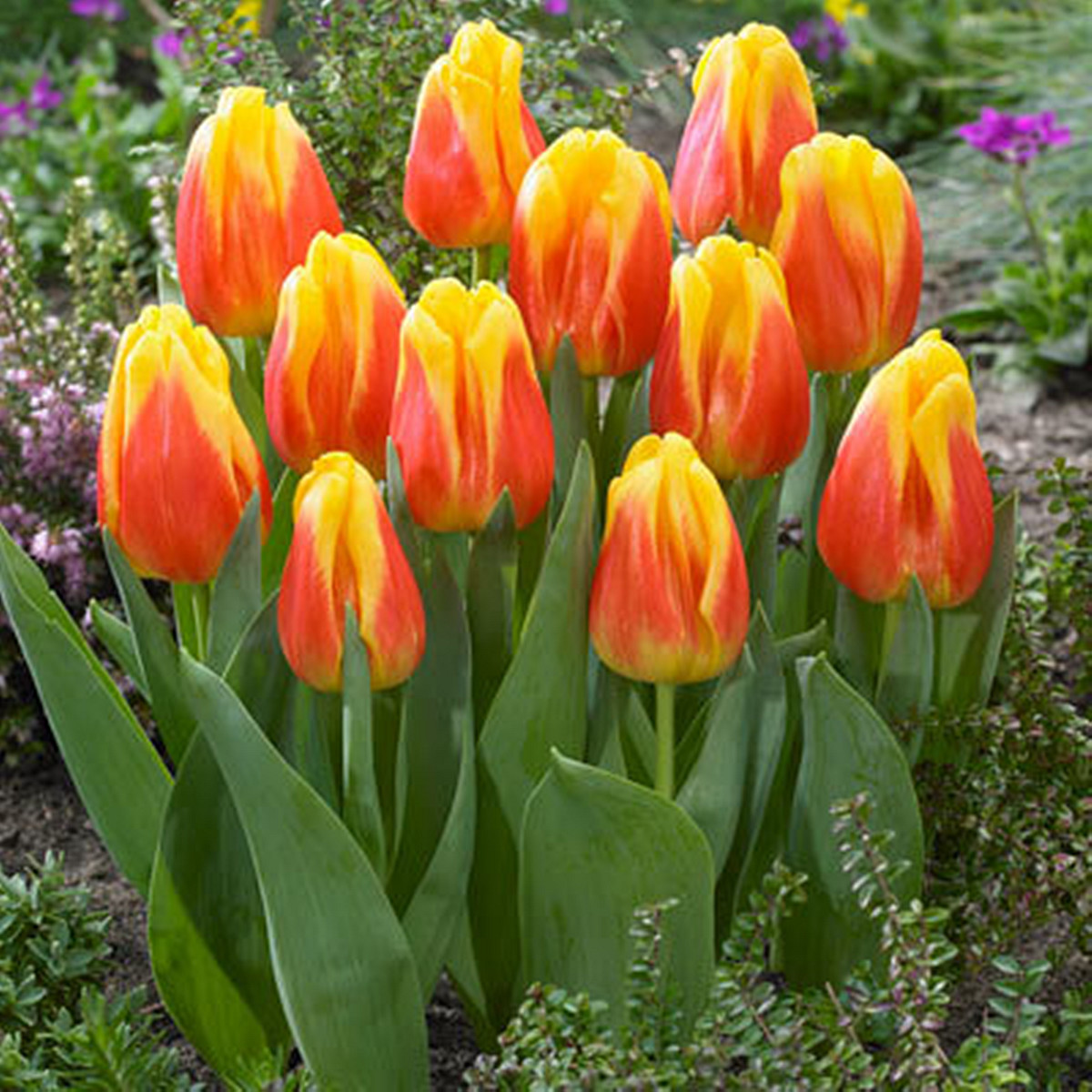 Rare Tulip Flower Bulbs,Perennial Potted Plants,Tulip Flower,Tulip