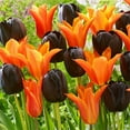 Rare Tulip Flower Bulbs Perennial Potted Plants Tulip Flower,Tulip Bulbs for Planting Perennial