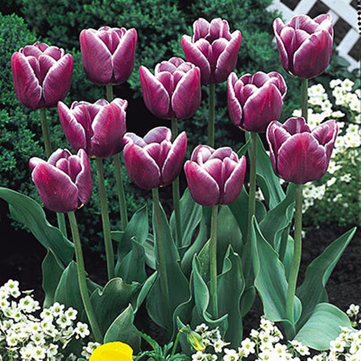 Rare Tulip Flower Bulbs Tulip Flower Perennial Potted Plants