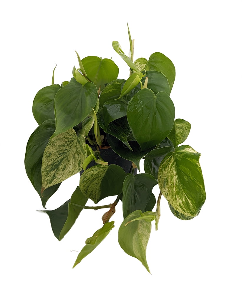 philodendron pink glory Philodendron 'Summer Glory' main image 0