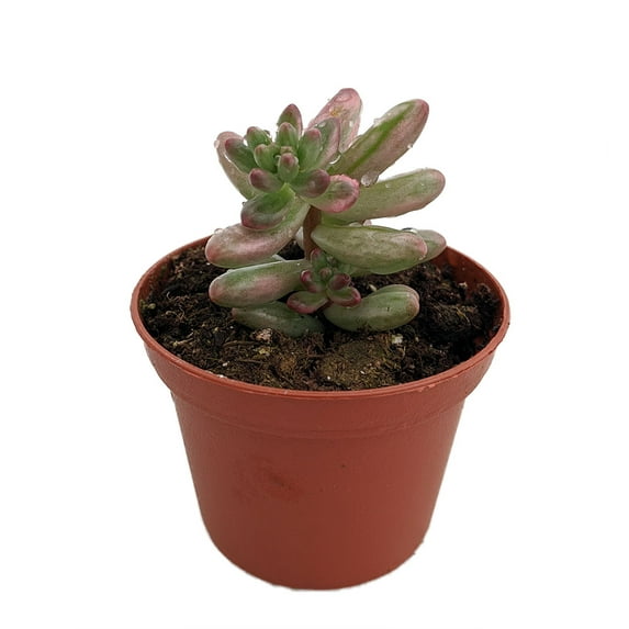 Rare Variegated Jelly Bean Succulent Plant - Sedum rubrotictum var - 2.5" Pot
