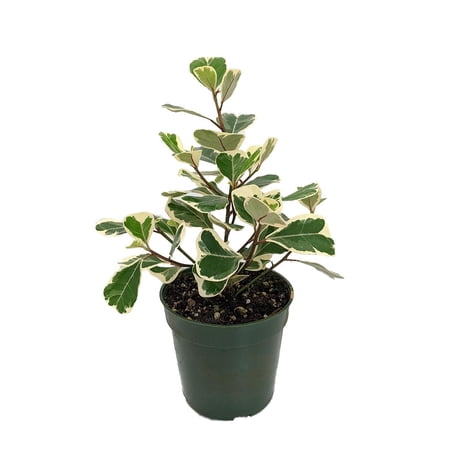 Rare Variegated Triangle Weeping Fig - Ficus triangularis variegata - 4" Pot