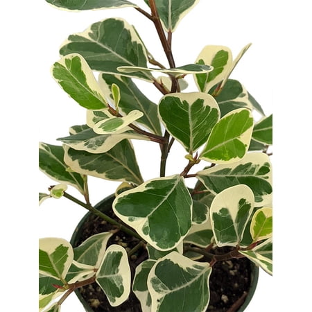 Rare Variegated Triangle Weeping Fig - Ficus triangularis variegata - 6" Pot