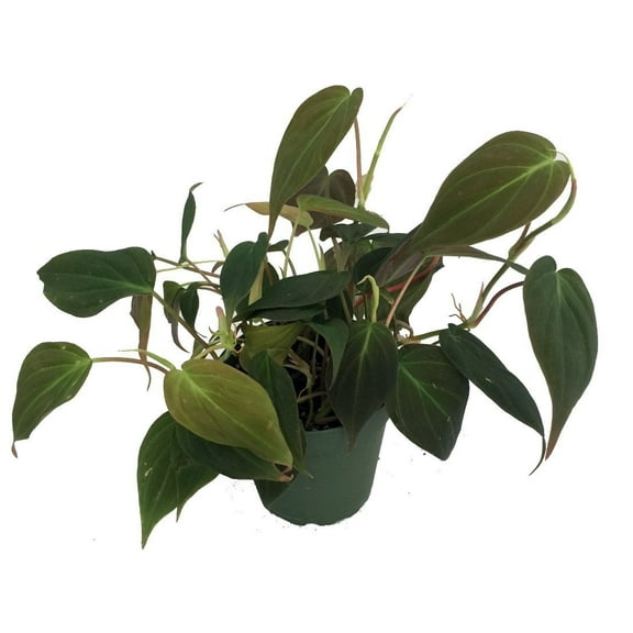 Rare Velvet Leaf Bronze Micans Vine - Philodendron - 4" Pot - Collector's Series