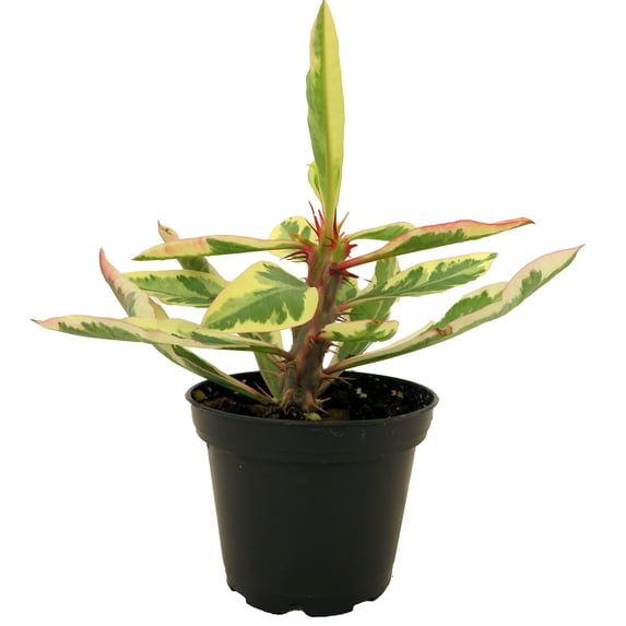 Rare White Lightening Crown of Thorns Plant - Euphorbia - 2.5" Pot - Trending