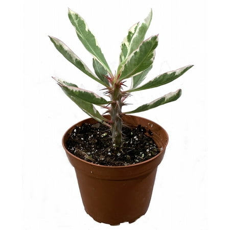 Rare White Lightening Crown of Thorns Plant - Euphorbia - 4" Pot - Trending
