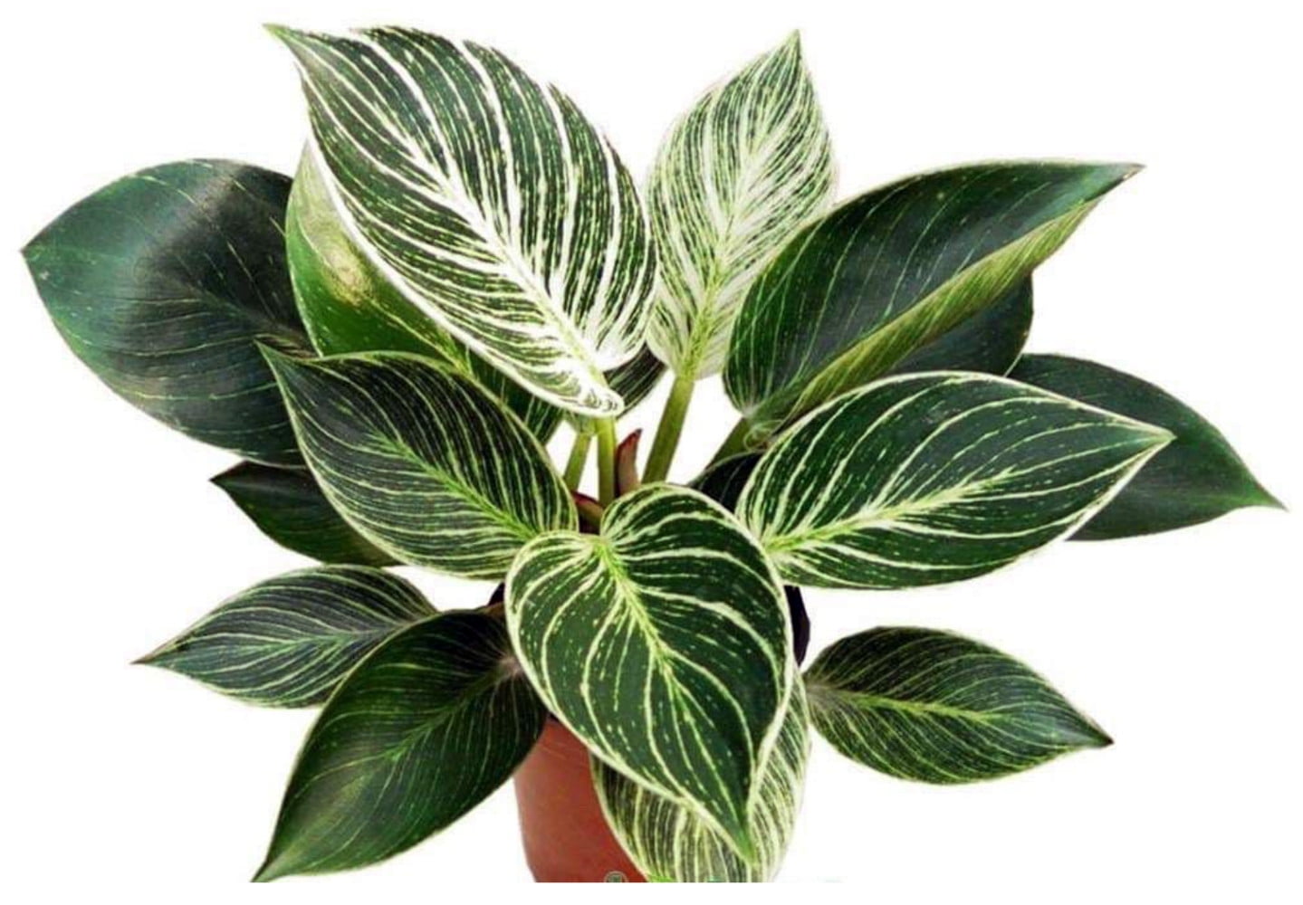 black lord philodendron Philodendron erubescens × 'Dark Lord' – Dramatic Dark Hybrid