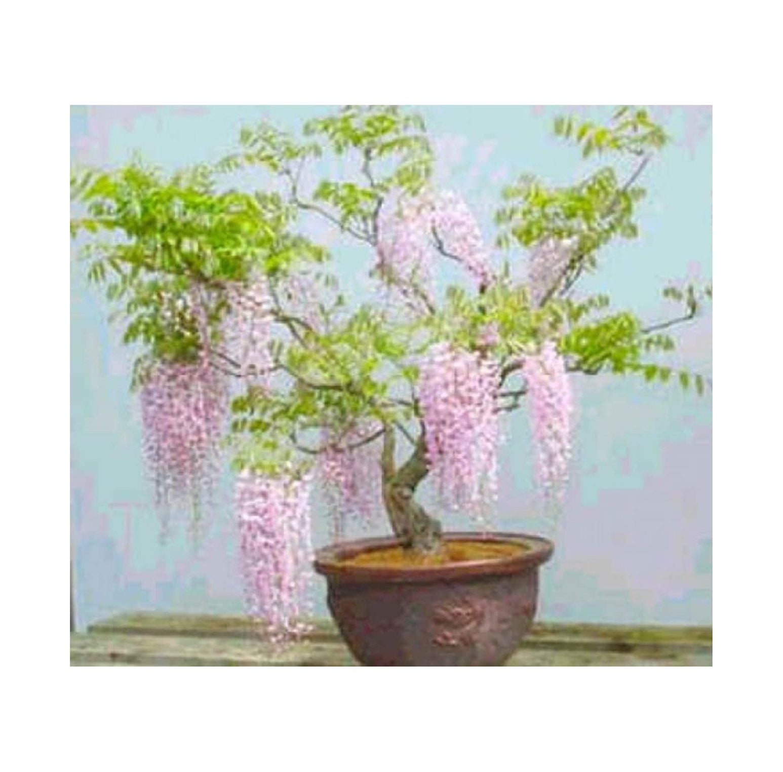 Rare Wisteria Bonsai Tree Seeds, 5 Seeds Highly Prized Flowering