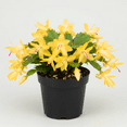 thumbnail image 1 of Rare Yellow Christmas Cactus Plants Live in 3 Inches Pot, Yellow Zygocactus Holiday Cactus, 2 Plant Per Pot, 1 of 5