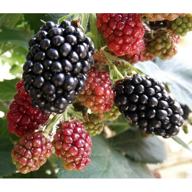 Rare Youngberry Plant Cross of Raspberries, Blackberries, Dewberries