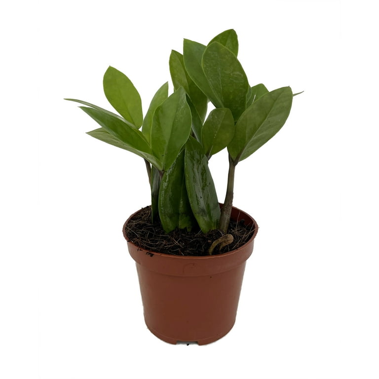 rare zz plant-zamioculcas zamiifolia - easy to grow house plant - 4 rare zz plant-zamioculcas zamiifolia - easy to grow house plant - 4