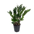 thumbnail image 1 of Rare ZZ Plant - Zamioculcas zamiifolia - Hardy House Plant - 5" Pot, 1 of 3