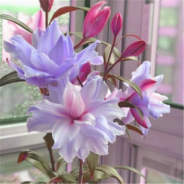 Rare lily bulbs Lily bulbs mix Lily bulbs for planting perennial