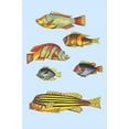 thumbnail image 1 of Rarest Curiosities of the Fish of the Indies (Plate 42)-Fine Art Canvas Print (20" x 30"), 1 of 1