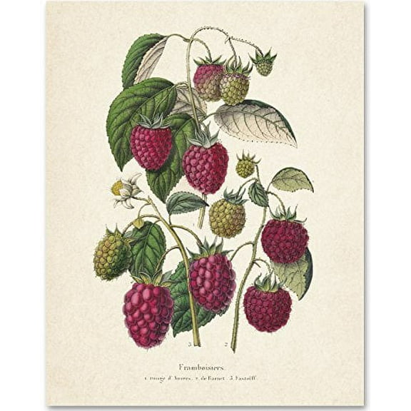 Raspberries Botanical Art Print - 11x14 Unframed Art Print - Great Kitchen and Wall Decor