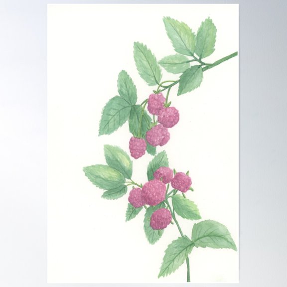 Raspberries Poster Wall Art, Modern Wall Decor For Living Room Bedroom, 8x12 UNFRAMED