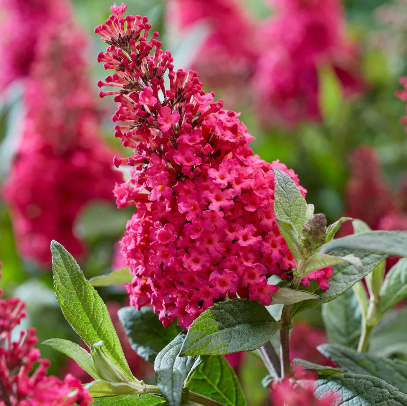 Raspberry Buddleia Live Plant, Buddleja Davidii Plant, Fragrant Flowers ...