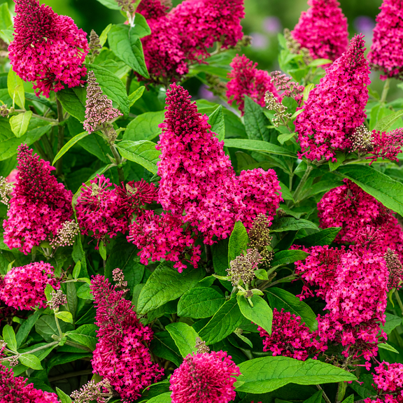 Raspberry Buddleia Plant for Planting, Raspberry Pink Buddleia Butterfly Bush Tree in Home Garden, 4-8 Inch Tall, No Pot