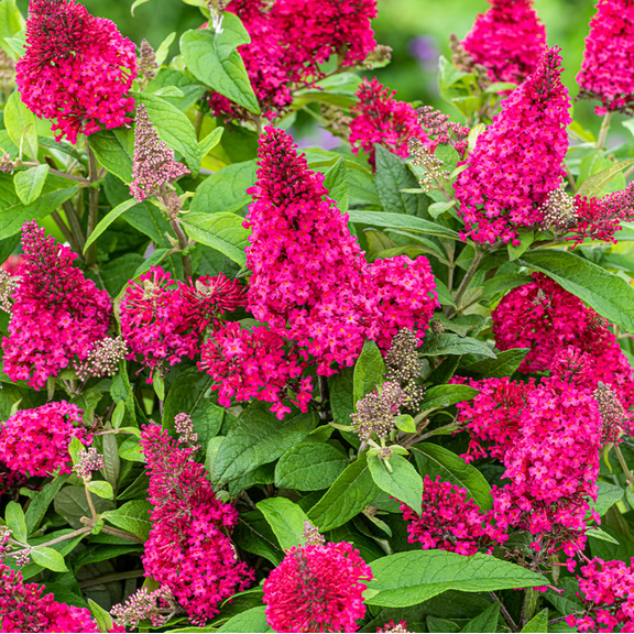Raspberry Butterfly Bush Live Plant, Butterfly Bushes Ready to Plant Outdoor, Buddleia Plant Bush Shrub 5-7 Inches Tall, No Pot