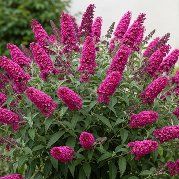 Raspberry Butterfly Bush Live Shrub Plant Shrub, Buddleia Bush Well Rooted, 5 to 10 Inc Tall