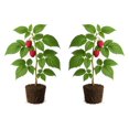 thumbnail image 1 of Raspberry Caroline Starter Plants - Set of 2, Full Sun, USDA Zones 4-8, Ships Bare Root, No Pot, 1 of 8