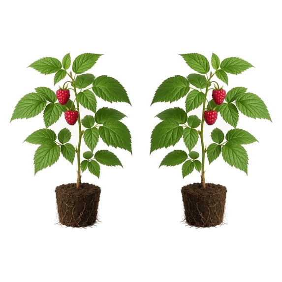 Raspberry Caroline Starter Plants - Set of 2, Full Sun, USDA Zones 4-8, Ships Bare Root, No Pot